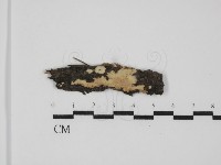 柱擔菌屬藏品圖，第1張