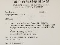 射脈菌屬藏品圖，第2張