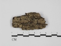 粗糙孢菌屬藏品圖，第1張