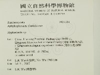 絲齒菌屬藏品圖，第2張