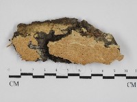 登錄號:F0031585藏品圖，第1張