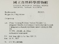 蠟孔菌屬藏品圖，第2張