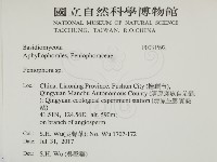 筍殼菌屬藏品圖，第2張