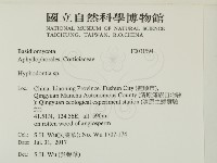 絲齒菌屬藏品圖，第2張