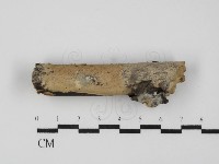 射脈菌屬藏品圖，第1張