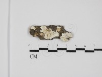 登錄號:F0031598藏品圖，第1張