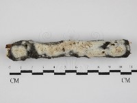 絲皮菌屬藏品圖，第1張