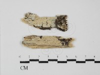 登錄號:F0031601藏品圖，第1張