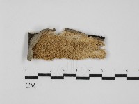 耙菌屬藏品圖，第2張