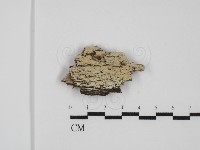 絲齒菌屬藏品圖，第1張