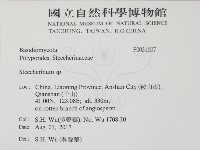 齒耳菌屬藏品圖，第2張