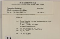 雲南無扣菌藏品圖，第3張