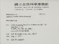 筍殼菌屬藏品圖，第2張