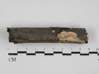 筍殼菌屬藏品圖，第1張