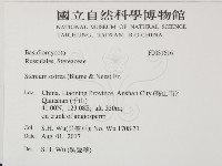 蠔韌革菌藏品圖，第2張