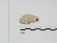 登錄號:F0031617藏品圖，第1張