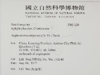 剛毛絲皮菌藏品圖，第2張