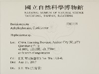 絲皮菌屬藏品圖，第2張