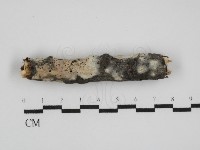 絲皮菌屬藏品圖，第1張