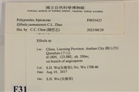 雲南無扣菌藏品圖，第3張