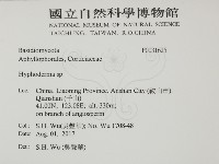 絲皮菌屬藏品圖，第2張