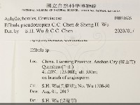 雲南無扣菌藏品圖，第2張