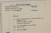 雲南無扣菌藏品圖，第3張