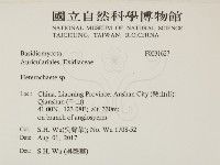 刺皮菌屬藏品圖，第2張