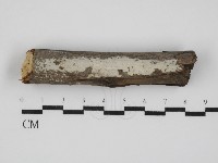 刺皮菌屬藏品圖，第1張