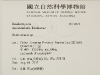 刺皮菌屬藏品圖，第2張