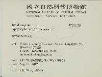 絲皮菌屬藏品圖，第2張