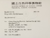 齒耳菌屬藏品圖，第2張