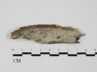 登錄號:F0031632藏品圖，第1張