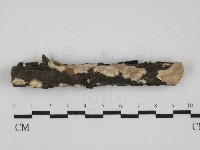 筍殼菌屬藏品圖，第1張