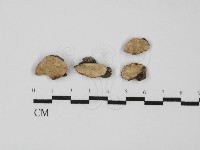 多年臥孔菌屬藏品圖，第1張