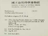剛毛絲皮菌藏品圖，第2張