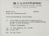 藍色麗殼菌藏品圖，第2張