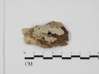 刺皮菌屬藏品圖，第1張