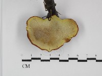 登錄號:F0031668藏品圖，第3張