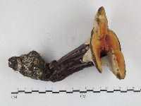 登錄號:F0031670藏品圖，第1張