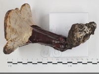 登錄號:F0031670藏品圖，第3張