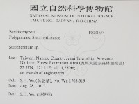 齒耳菌屬藏品圖，第2張