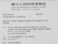 燈籠囊擬射脈菌藏品圖，第2張
