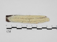 登錄號:F0031677藏品圖，第1張