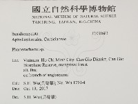 顯絲菌屬藏品圖，第2張