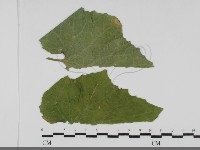 登錄號:F0031685藏品圖，第1張