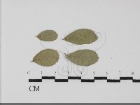 登錄號:F0031687藏品圖，第1張