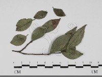 登錄號:F0031688藏品圖，第1張