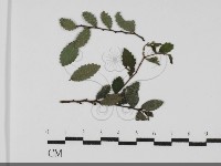 登錄號:F0031690藏品圖，第1張
