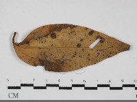 登錄號:F0031691藏品圖，第1張